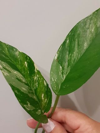 Epipremnum Pinnatum Albo Variegated Rare 2 Leaf,  2 Node Cutting