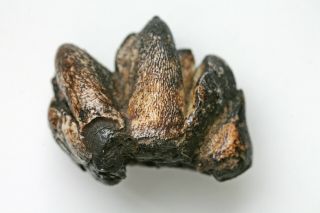 Timelesstfc - Rare Asian Hippopotamus Tooth Lower Molar Fossil