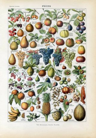 Fruits,  Grape,  Pineapple,  Pear Antique Lithograph Print.  Larousse C1920