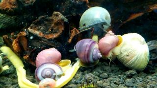 Live Mystery Snails,  Assortment Of 5 In Rare Colors In The Usa