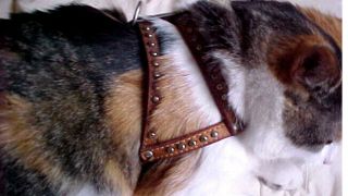 Rare VTG 1960s - 1970s Hartz Tan Leather Small Dog Cat Harness Halter Studs 15 
