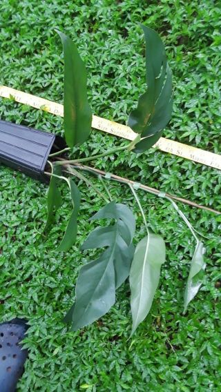 Philodendron Pinnatum Cebu Blue Rare Aroid Plant 1