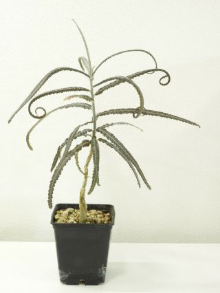 Boswellia Elongata - Socotra - Seedling - Caudex - Rare - Succulent
