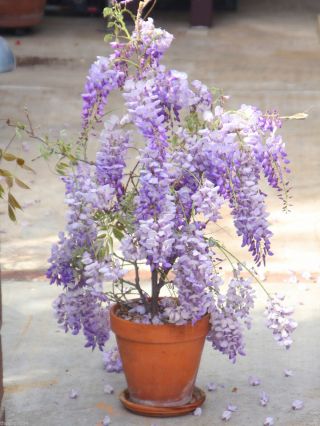 Chinese Dwarf Bonsai Blue Violet Wisteria Flower Fragrant 20 Seeds Rare