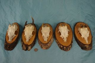 Set Of 5 Antique Roe Deer Trophies With Velvet Antlers & Teeth Wallmounts
