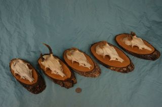 Set of 5 Antique Roe Deer Trophies with Velvet Antlers & Teeth Wallmounts 2