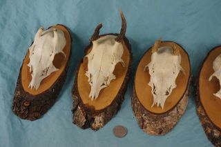 Set of 5 Antique Roe Deer Trophies with Velvet Antlers & Teeth Wallmounts 3