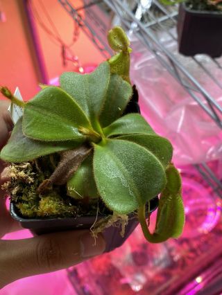 Nepenthes mollis x veitchii CC Clone Rare Carnivorous Plant Private 2