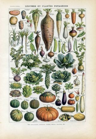 Vegetables,  Pumpkin,  Cabbage Antique Lithograph Print.  Larousse C1920
