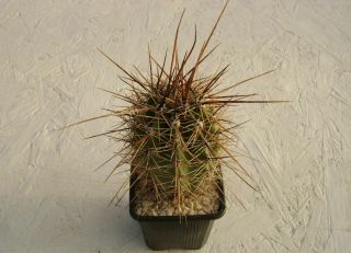 Carnegiea Gigantea Saguaro Own Roots Rare Cactus 05081