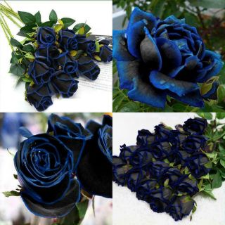 Midnight Blue Rose Seedlings Plant Saplings Tree Flowers Perennial Rare Plants