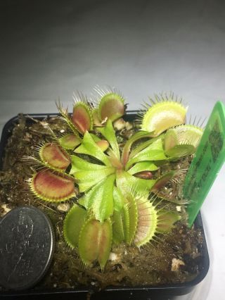 DCXL Venus flytrap Potted/ Rare 2