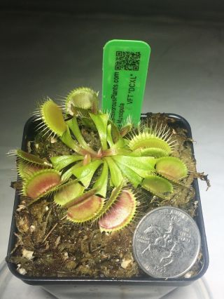 DCXL Venus flytrap Potted/ Rare 3