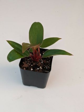 Philodendron Pincushion Mini Dwarf Red (rare)