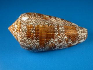 Conus Textile,  Rare Location,  Large,  76.  2mm,  Cook Islands Shell