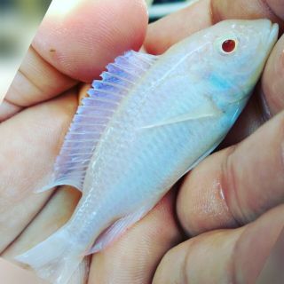 Blue Albino Dolphin Cichlid (very Rare) 3.  25 " - 4 " This Fish Is A Gem.