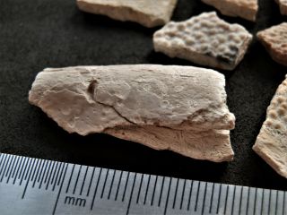 9 Devonian armor (Placoderms) fish and flipper fragment.  RARE 2