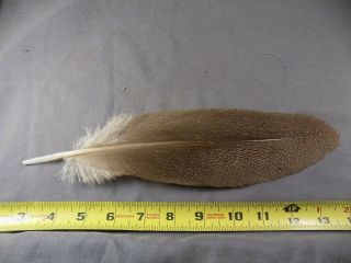 Kori Bustard Feather Rare Unusual Fly Tying Materials Salmon