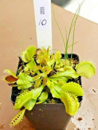 Rare Carnivorous Venus Flytrap Plant " Toxic " 10