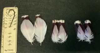 Rare Vintage Yellow Billed Stork Feathers Salmon Fly Tying Flies Rare