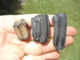 3 Rare Three - Toed Horse Teeth Florida Fossils Tooth Jaw Bones Hoof Extinct Skull