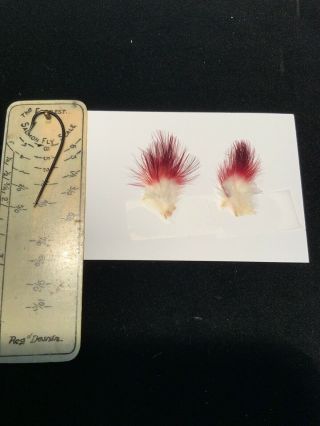 Cotinga Pompadour Feathers Salmon Fly Tying Flies Rare