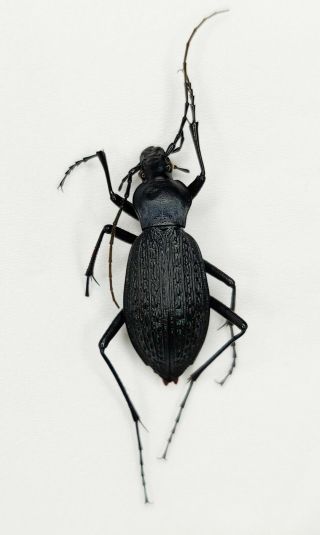 Carabidae,  Carabus Sp,  Very Rare,  A2,  China
