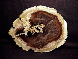 Rw  " Rare Oak   Petrified Wood Round " Deschutes,  Oregon One Only