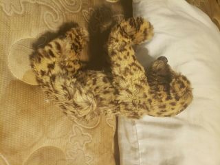 Extremely Rare Antique Leopard Steiff Teddy Bear Mohair Bears 3