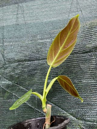 Philodendron Subhastatum,  Red Under Leaves,  Fully Rooted Aroid Plant