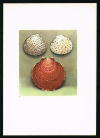 1936 Venus Ornata Sea Shells Snails,  Marine Gastropods Mollusks - Antique Print