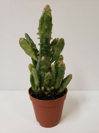 Rare Variegated Opuntia Monacantha Dwarf Prickly Pear Cactus