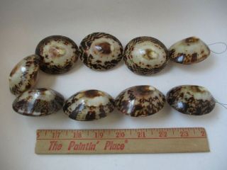 Rare Seashell Mother Of Pearl Horizonte Switzerland 6 Focal Jewelry Beads