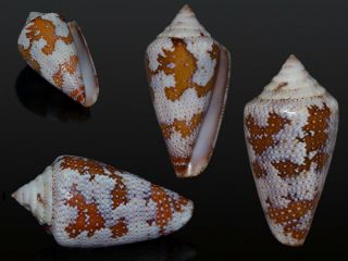 Seashell Conus Curassaviensis Exceptional Shell Very Rare F,  /gem 32.  6 Mm