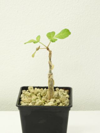 Commiphora Gileadensis - Oman - Seedling - Caudex - Rare - Succulent