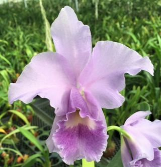 Rare Cattleya Orchids - C Sapphire Coerulea (ariel X Labiata) In Sheath