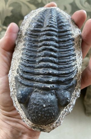 Large Rare Natural Trilobite Fossil,  Devonian,  1.  4 Pounds; 6” By 3.  5”,  Marocco