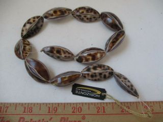 Rare Sea Shell From Horizonte Switzerlan Focal Bead Jewelry Making Beads