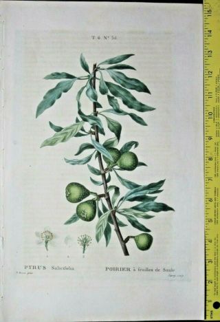 Bessa,  Twig Of A Pear Tree With Fruit&bloom,  Large Color Engraving,  Ca.  1810 56