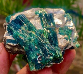 900 c.  t 100 Natural Rare Open Paraiba Blue Cap Tourmaline Crystal Bunch On Mica 2