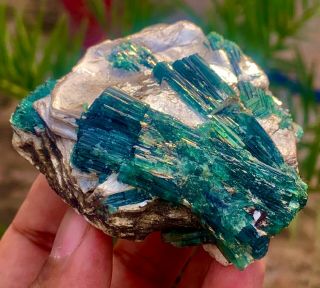 900 c.  t 100 Natural Rare Open Paraiba Blue Cap Tourmaline Crystal Bunch On Mica 3