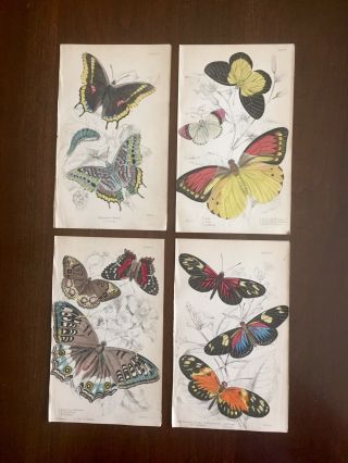 Antique Chromolithograph Butterfly Book Plates Natural Library James Duncan