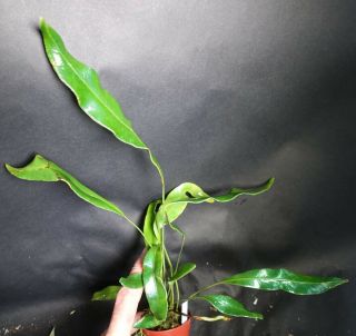 Elaphoglossum Metallicum Iridescent - Extremely Rare Ornamental Tropical Fern