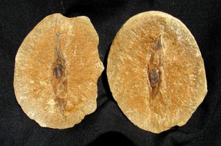Extinctions - Rare Pennsylvanian Shark Egg Fossil - Similar To Mazon Creek