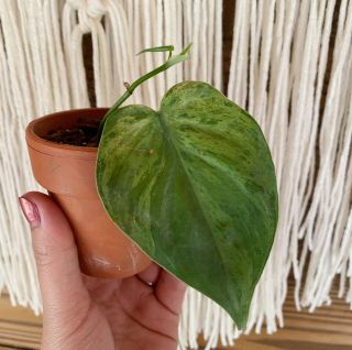 Philodendron Hederaceum Variegated - Rare Heart Leaf Philodendron Aroid Rooted