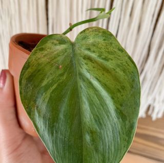 Philodendron Hederaceum Variegated - RARE Heart Leaf Philodendron Aroid Rooted 2