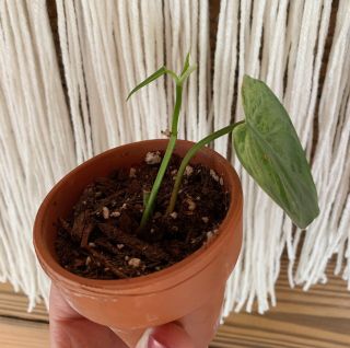 Philodendron Hederaceum Variegated - RARE Heart Leaf Philodendron Aroid Rooted 3