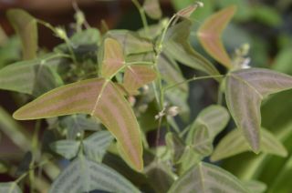 Christia vespertilionis - 10 seeds - very rare plant 3