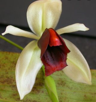 Coelogyne Usitana.  2 " Pot Rare Orchid Species.  Sequential Bloomer.