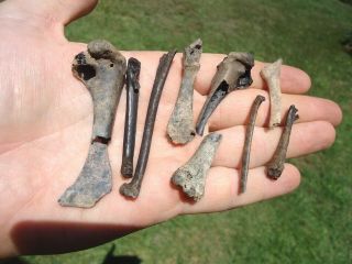 10 Rare Bird Bones Florida Fossils Avian Skeleton Wing Leg Skull Ice Age Extinct